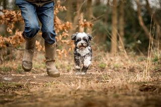 Jonnie Hearn and his Tibetan Terrier Skye