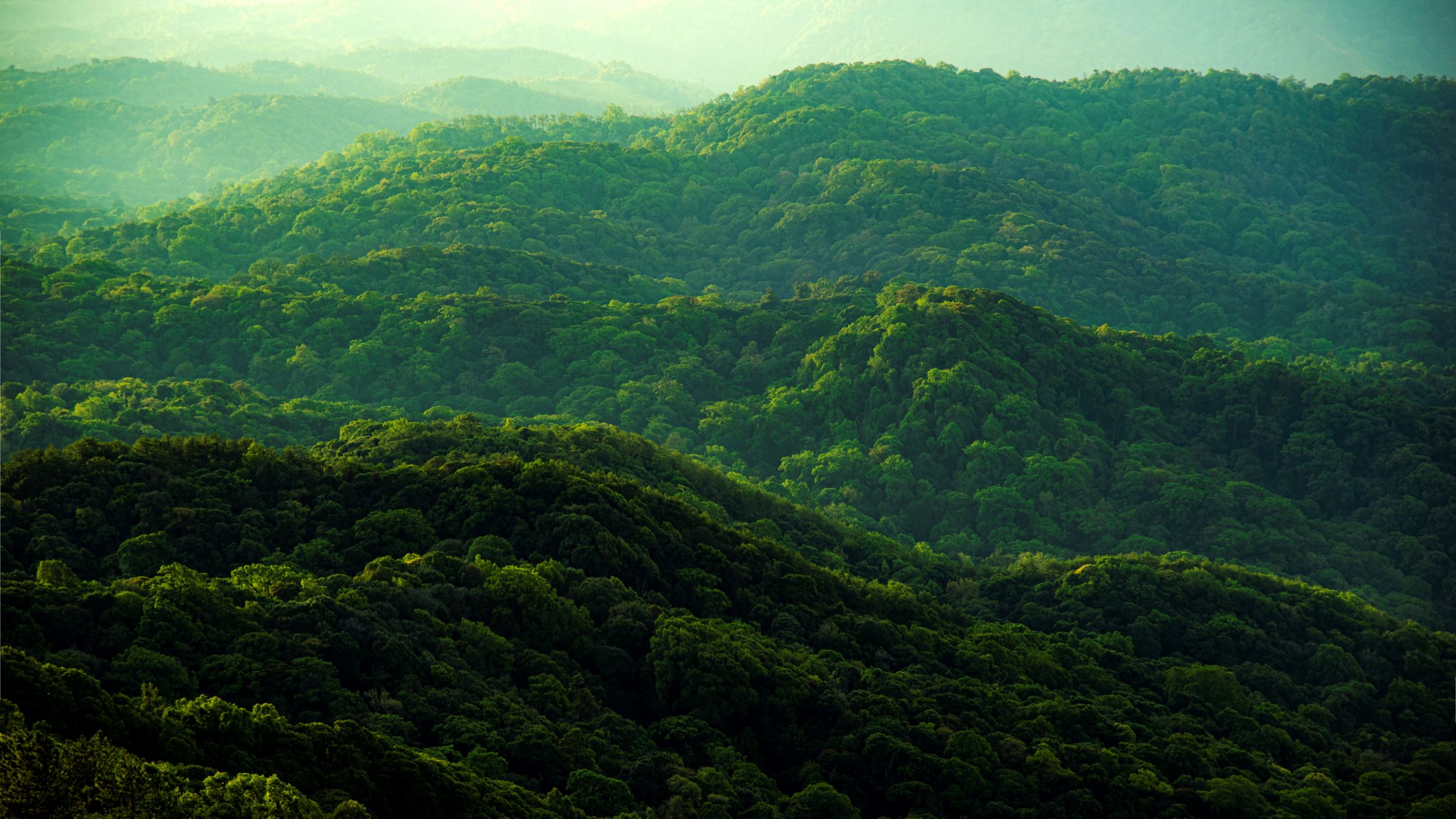 a mountainous landscape covered in trees