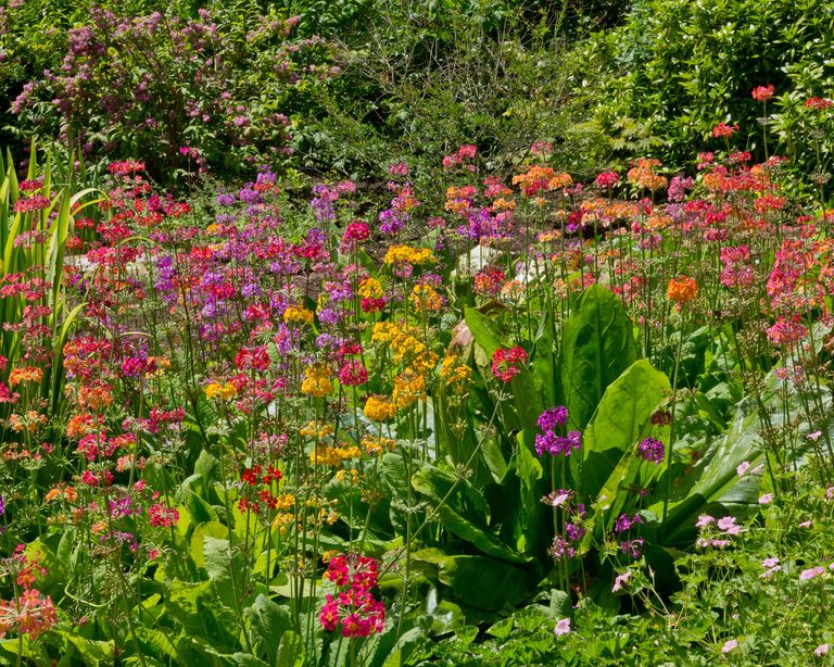 Bog gardens: expert advice on how and where to create one | Gardeningetc