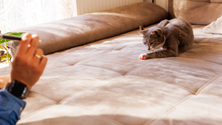 Cat putting his paw over a laser that owner is pointing on a bed | why do cats chase lasers?