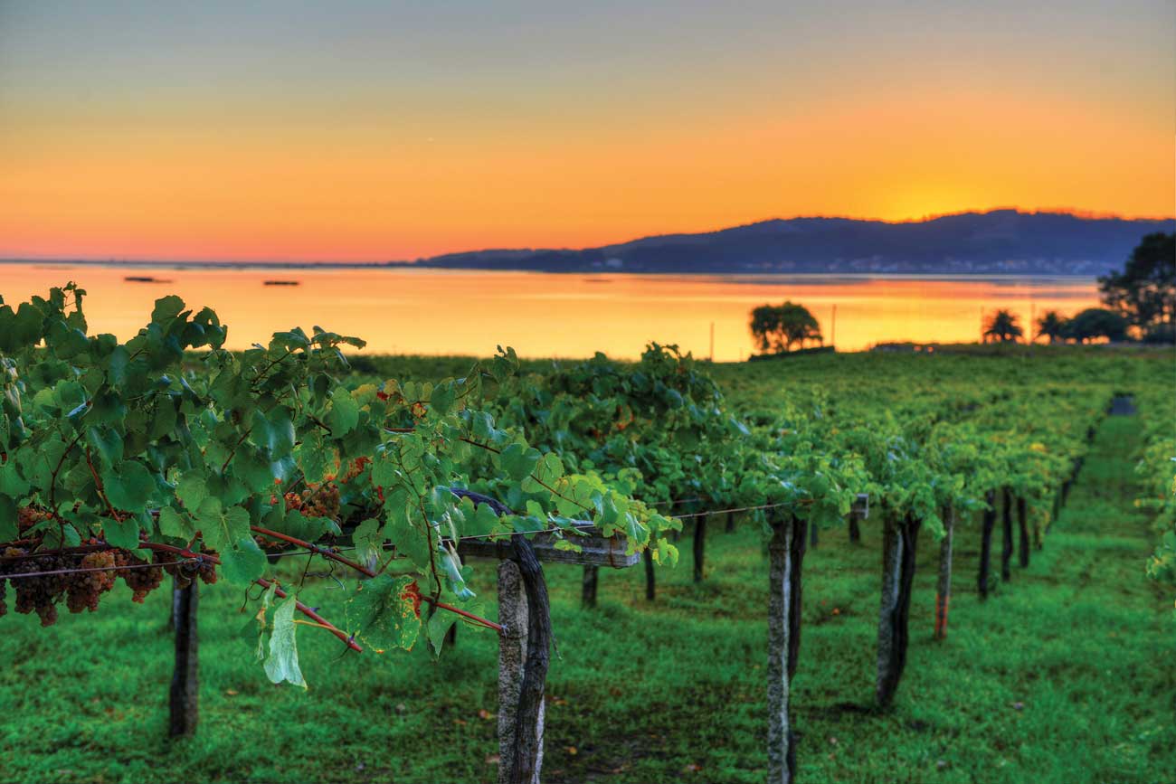 DEC283.rias_baixas.vineyard_with_ria_de_arousa_in_background.jpg