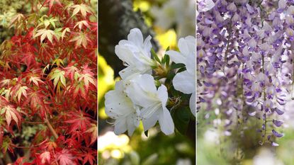 acer, rhododendron, and wisteria