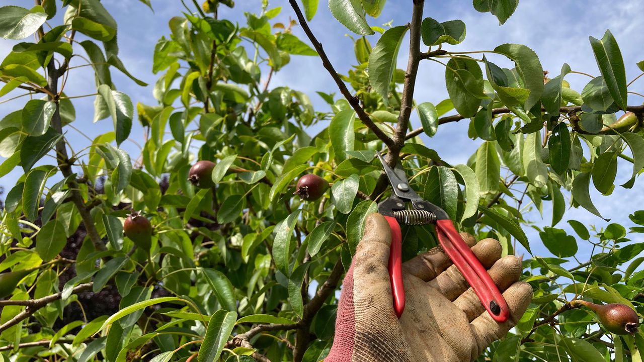 pruning a pear tree in summer with hand pruners