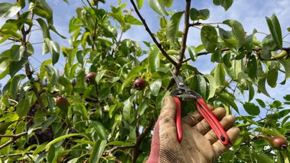 pruning a pear tree in summer with hand pruners