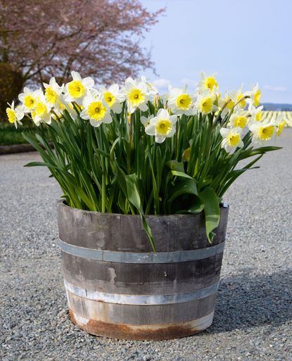 Flowers In A Wooden Barrel Container