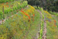 Vineyard cover crops