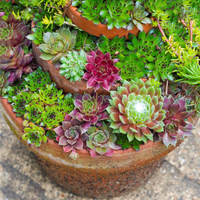 GardenersDream Sempervivum Mix, £12.99 at Amazon