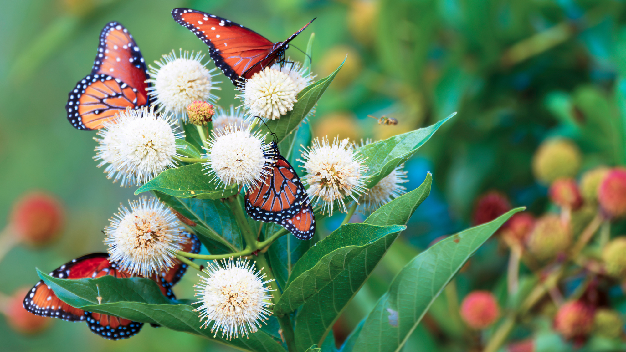 A group of brightly colored Monarch butterflies, or Danaus plexippus, feeds on a Buttonbush. A lone honeybee approaches to join them.