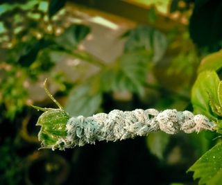 Mealybug infestation on plant foliage