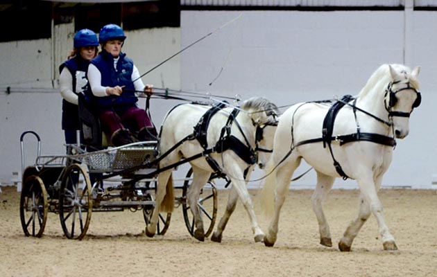 World Horse Welfare Yogi in tandem