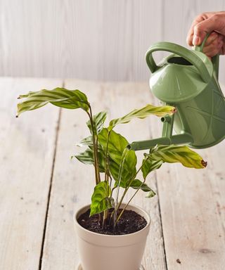 Watering a calathea with sage watering can