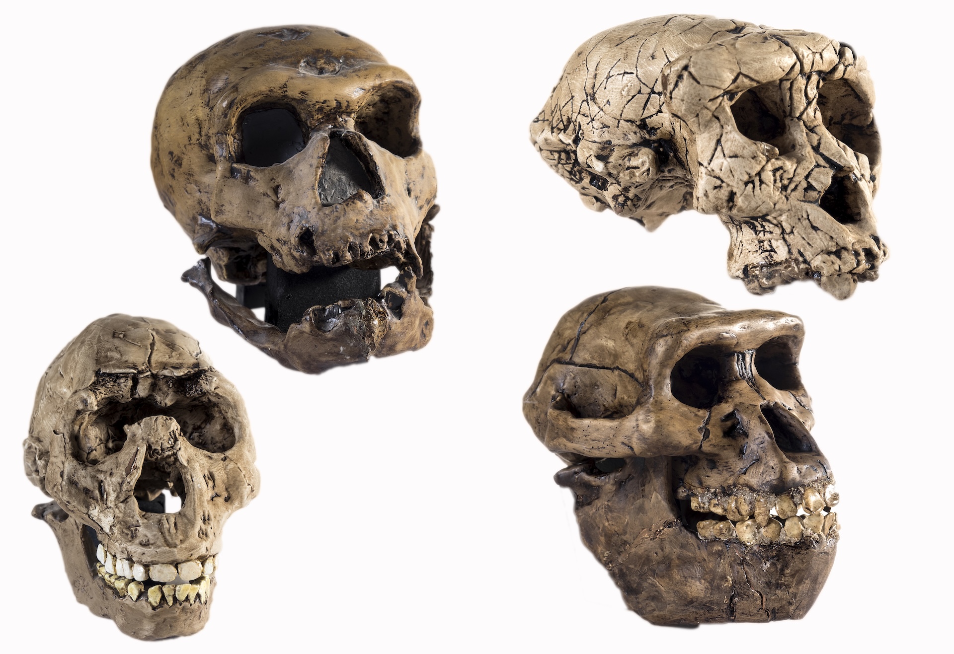 four different skulls of human relatives
