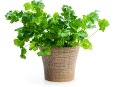 Potted Cilantro Herbs