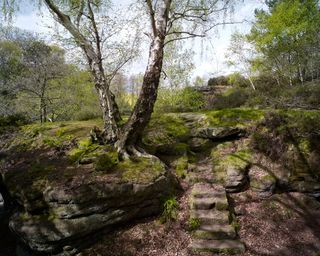 A moss covered rockery with stone steps and a tree growing on a large rock.