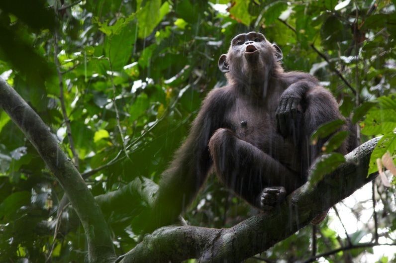 Chimps are naturally violent, study suggests | Live Science