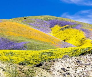 Fields of yellow and purple wild flowers in San Luis Obispo County, California