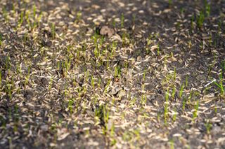 Grass seeds germinating with new grass growth on soil