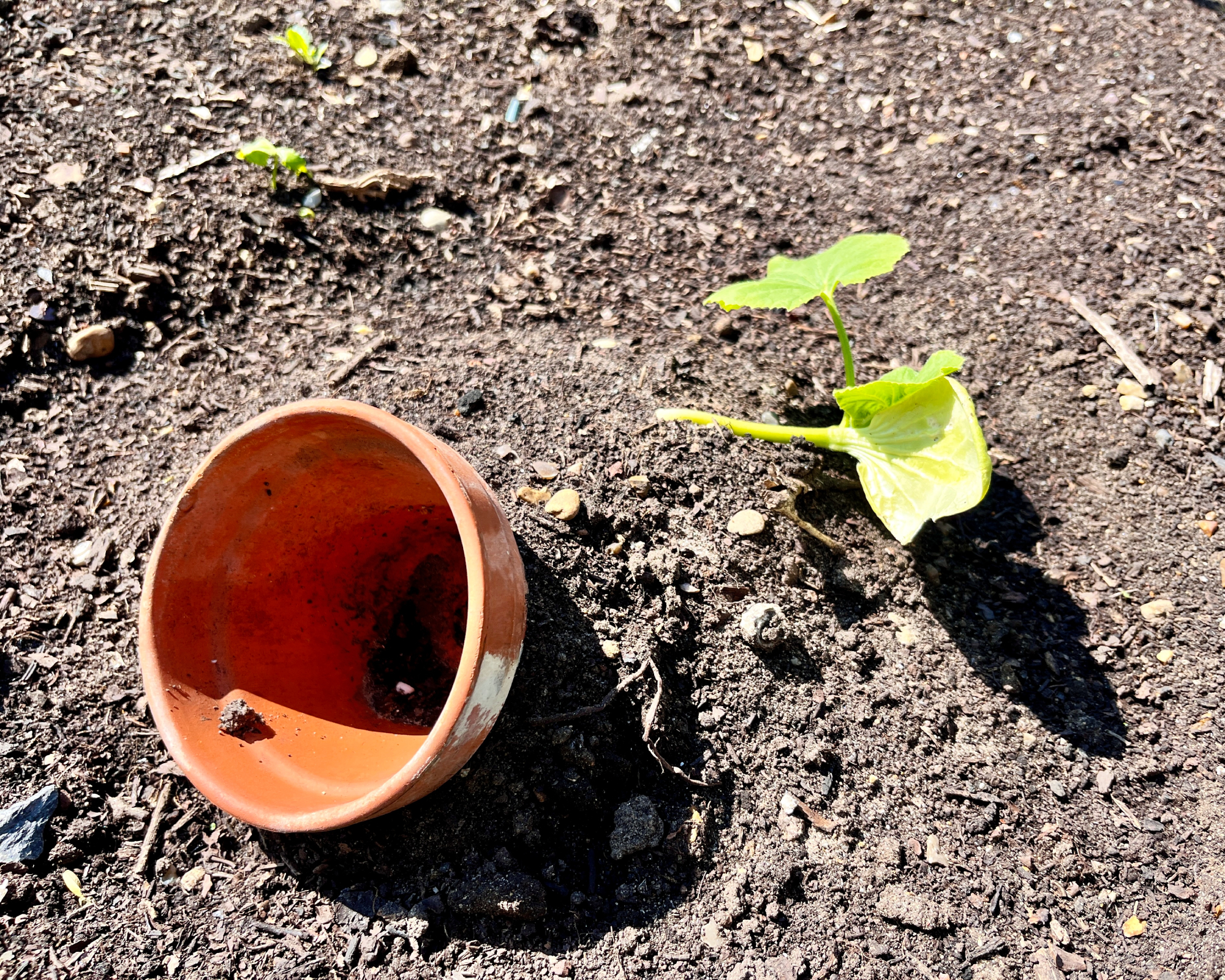 A small newly planted squash or pumpkin plant with an upturned small terracotta plant pot sunk into the ground to allow targeted watering