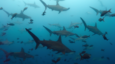 Hammerhead sharks gather in waters off Cocos Island.