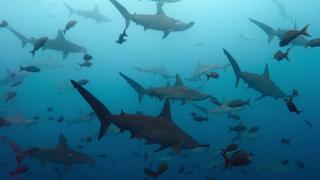 Hammerhead sharks gather in waters off Cocos Island.
