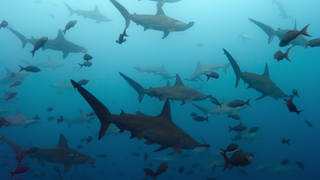 Watch hammerhead sharks swim in ‘cyclones’ round historic volcano in uncommon pictures