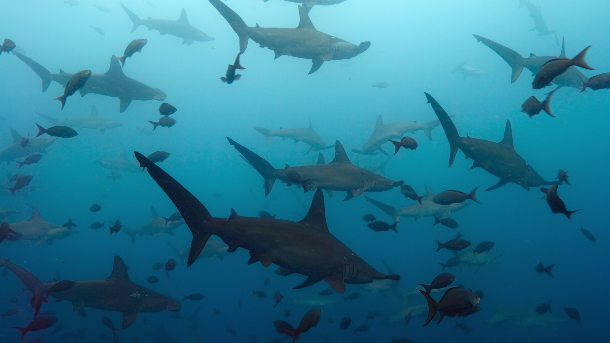 Hammerhead sharks gather in waters off Cocos Island.