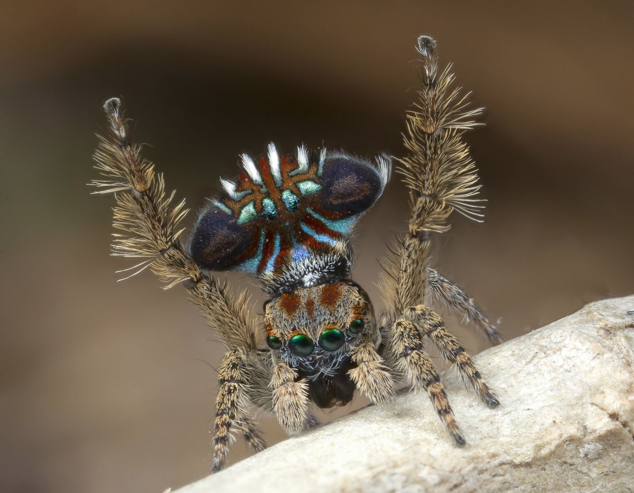 Maratus cristatus