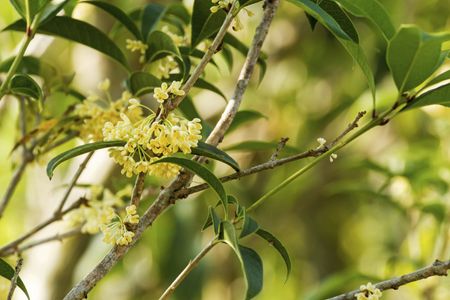 osmanthus cuttings