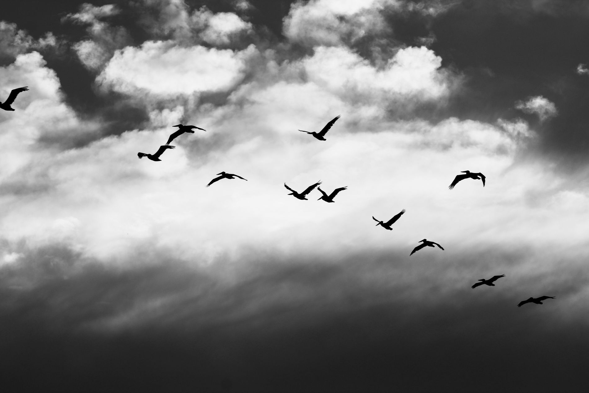 GuruShots - Monochrome Moments Jan 26