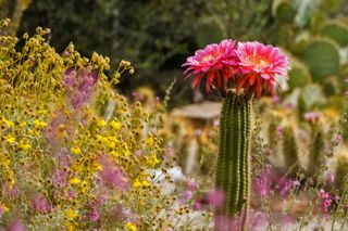 torch cactus with pink flower