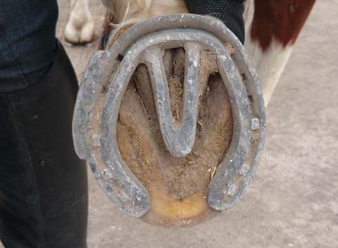 Reverse graduated shoe with heart bar and lateral extension