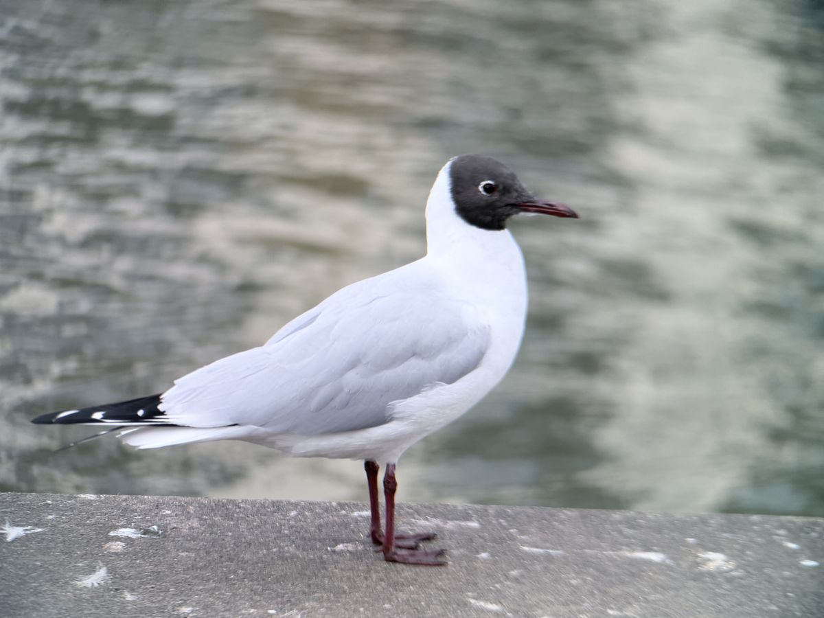 An image of a swan shot on the SAndmarc tele 10x lens