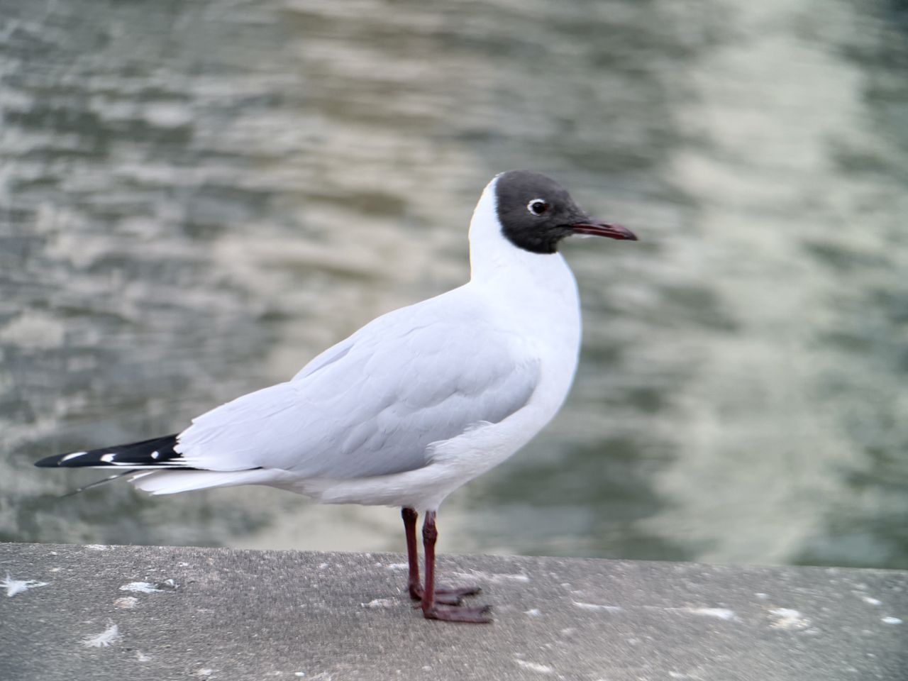 An image of a swan shot on the SAndmarc tele 10x lens