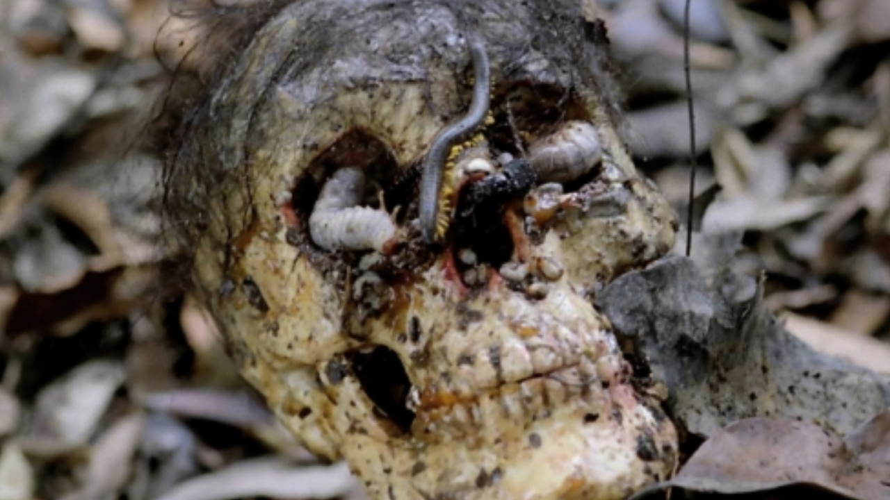 Skull from Cannibal Holocaust