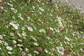 erigeron profusion flowers