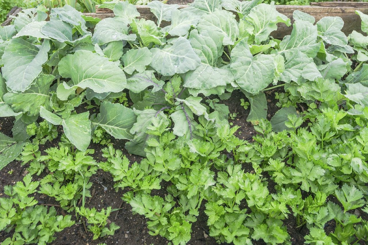 Celery In Garden Next To Companion Plants