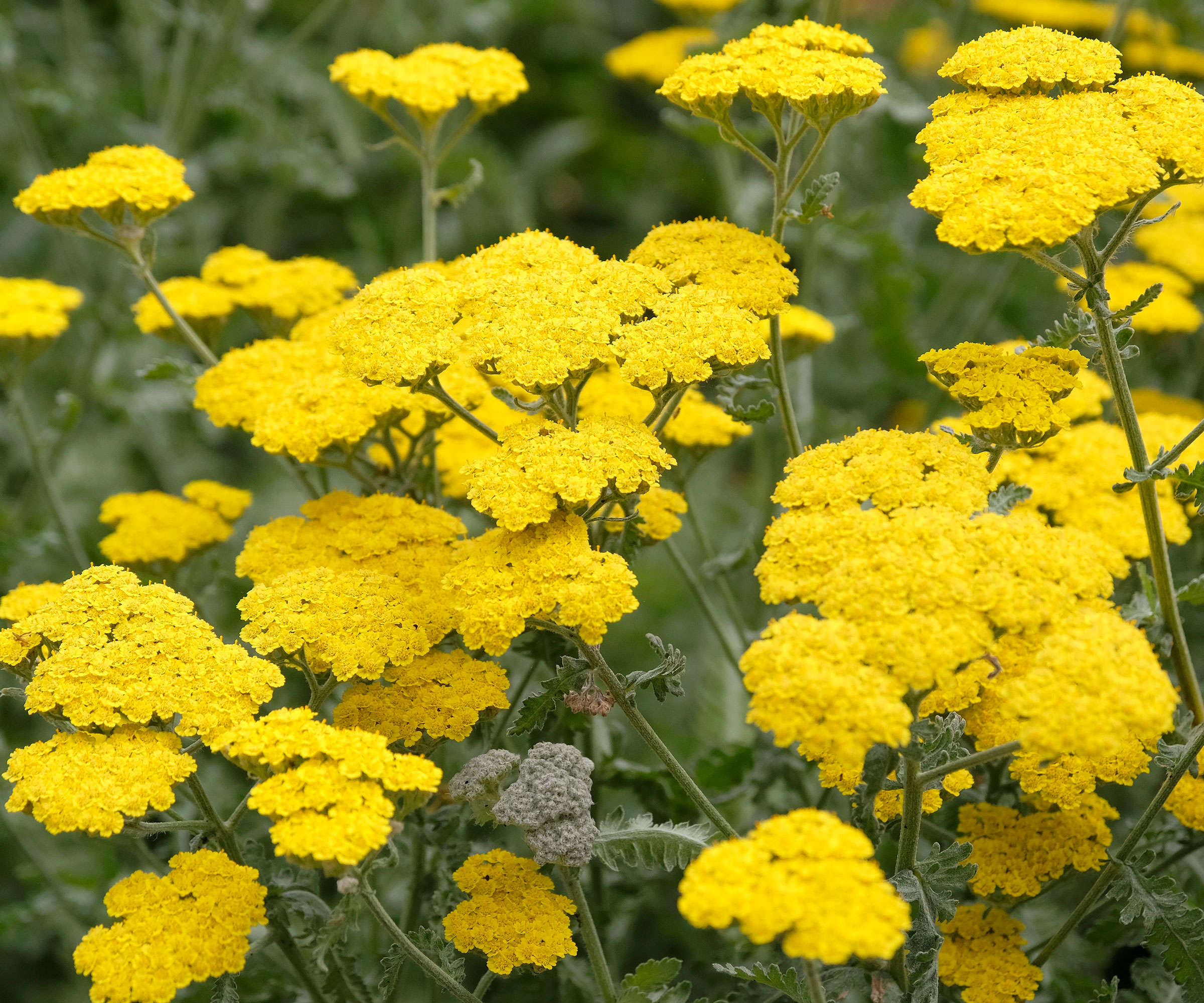 bright yellow yarrow flowers on tall stems