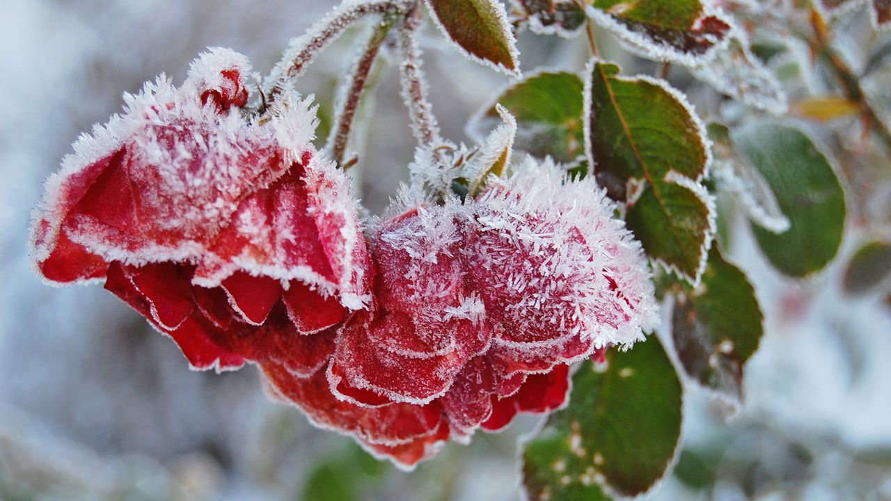 Red roses covered with frost