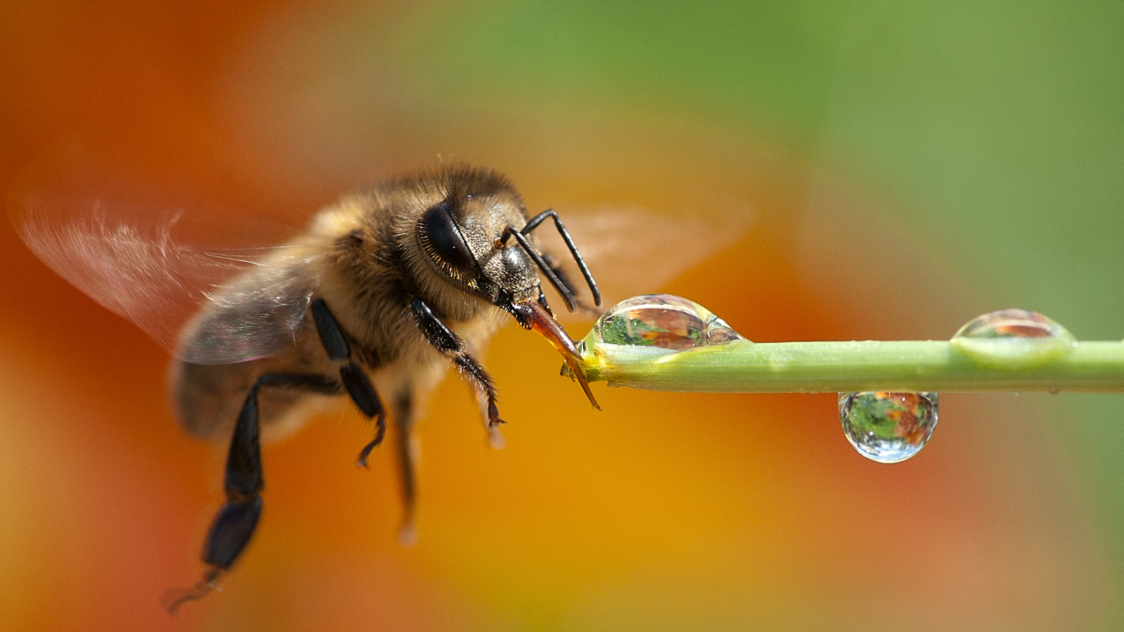Bee drinking dew drop from stem