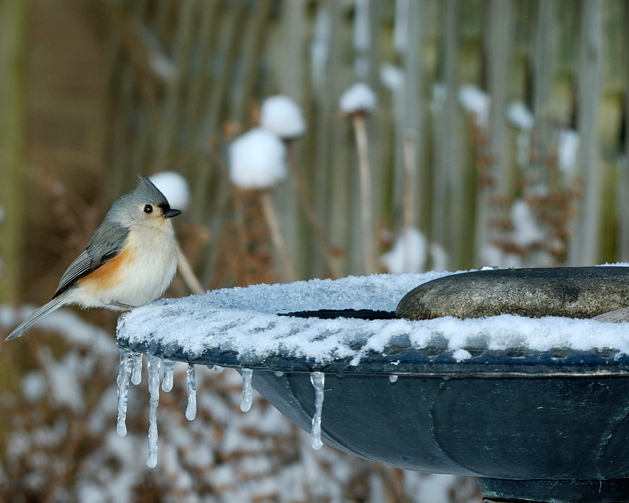 Tufted Titmouse in winter sitting on heated birdbath with snow and icicles hanging from sides.