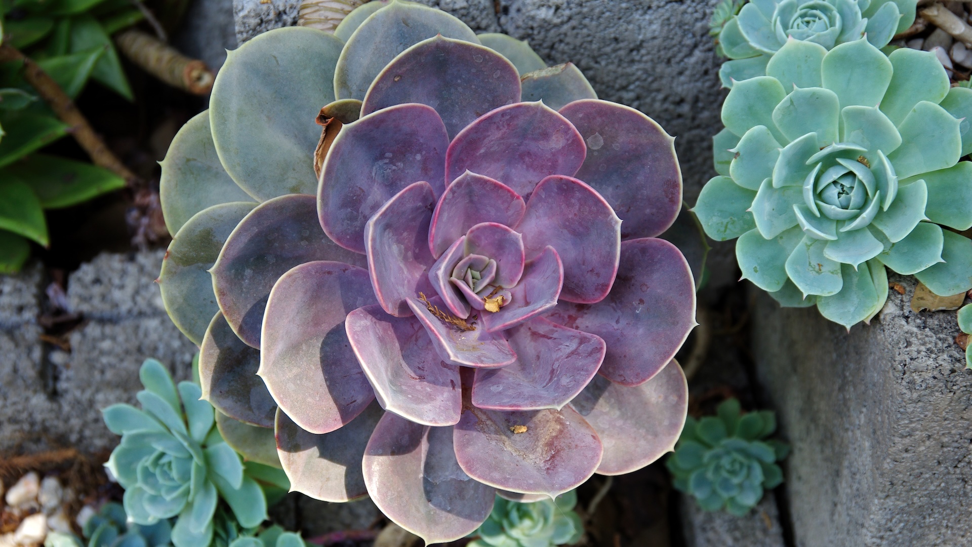 blue and purple Echeveria