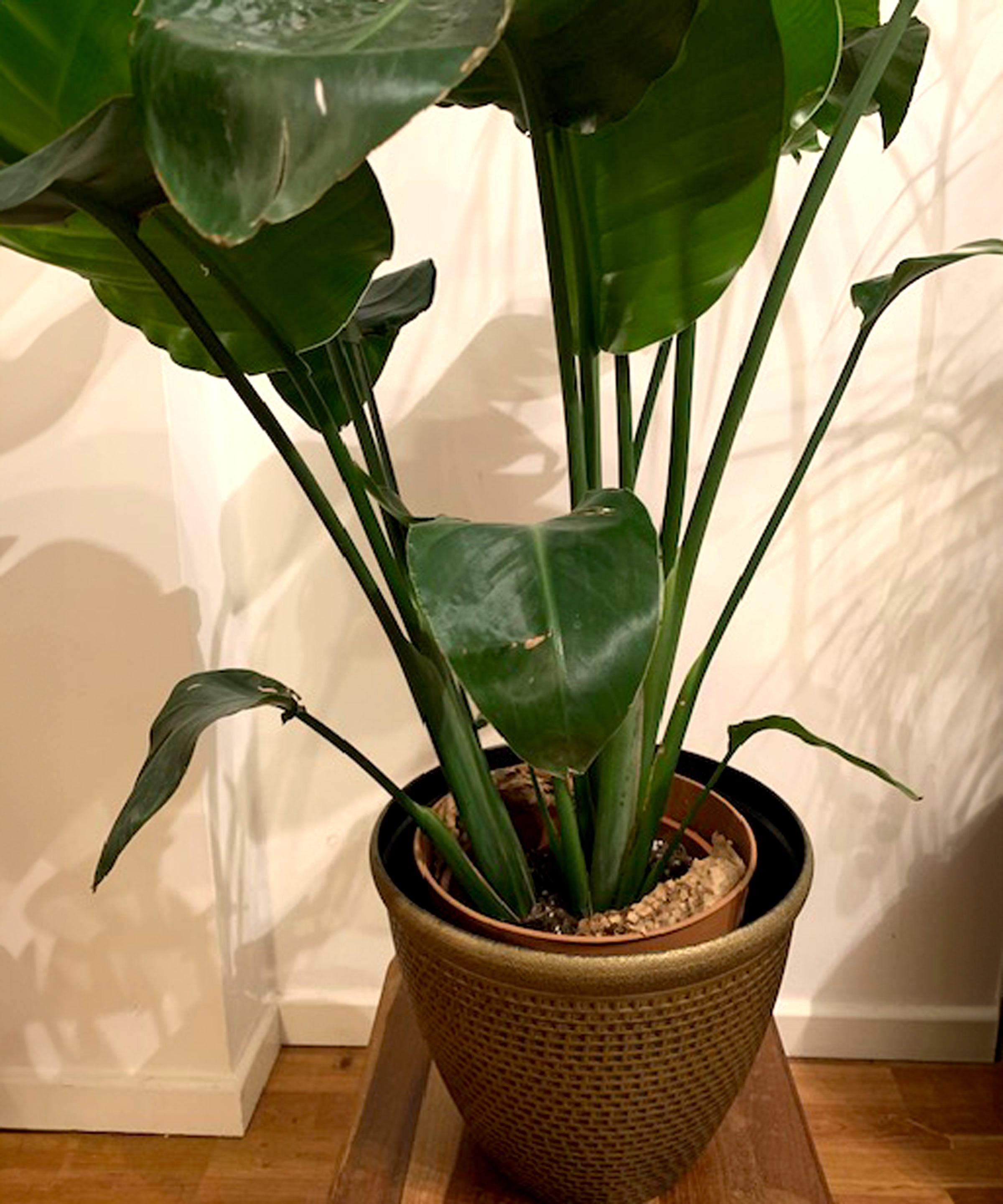 bird of paradise in nested filled containers against white wall