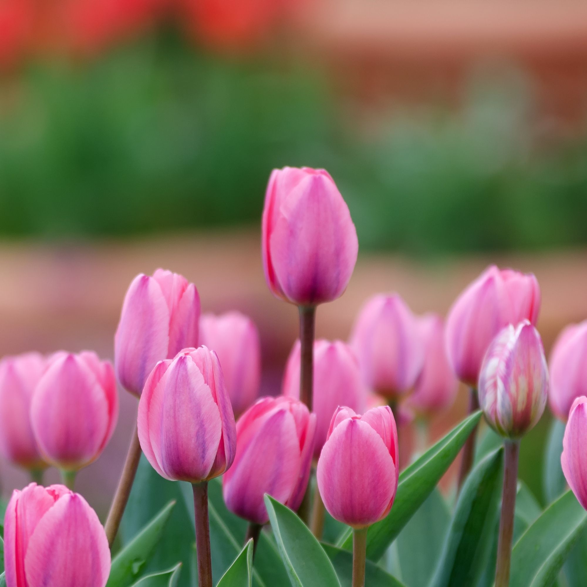Pink tulips growing in garden