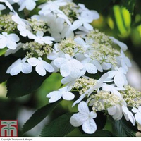 Viburnum plicatum f. tomentosum 'Kilimanjaro' from Thompson &amp; Morgan