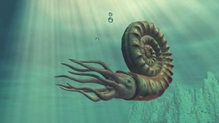 illustration of ammonite swimming in the ocean