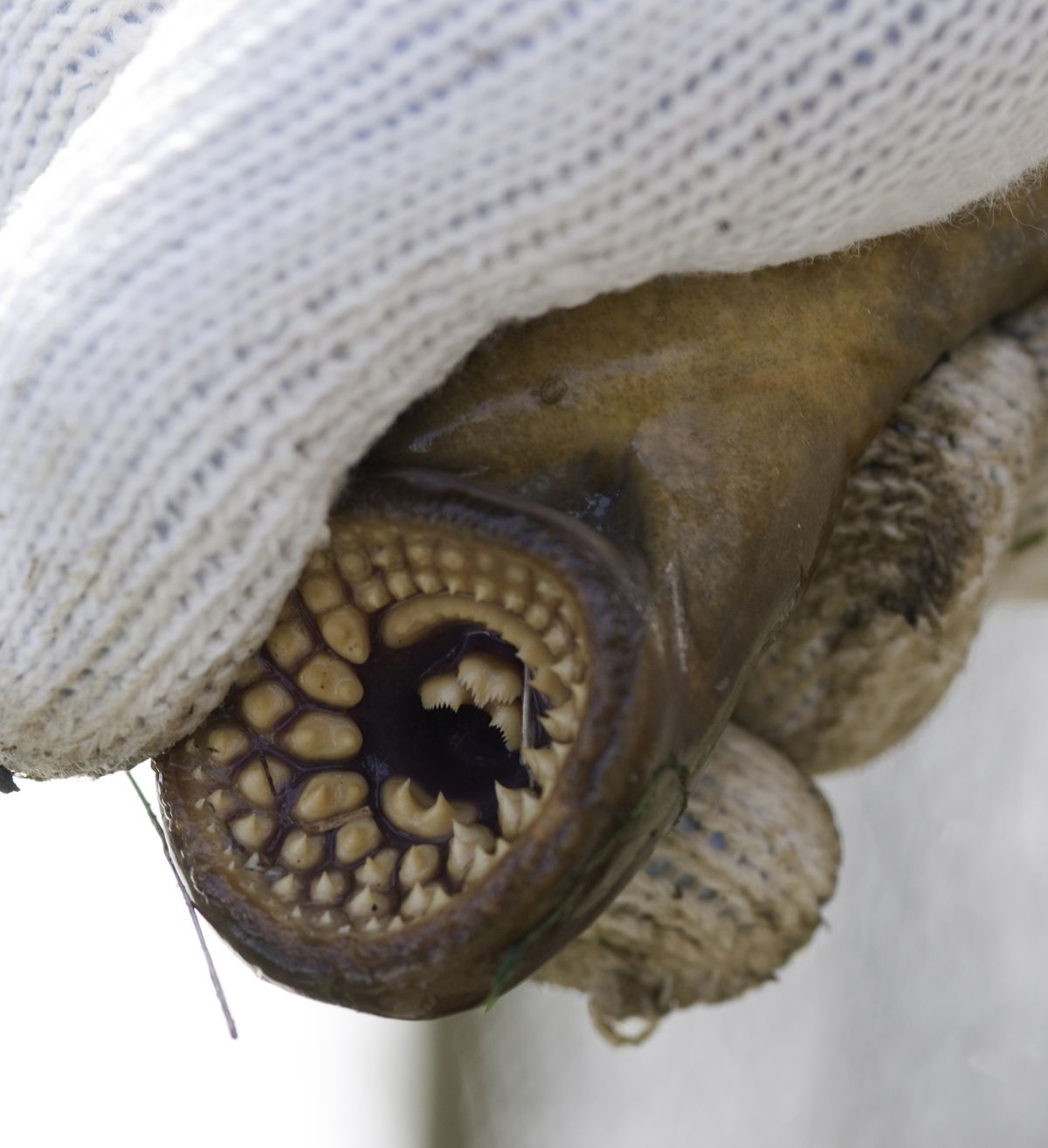 A sea lamprey&#039;s sharp teeth are used to rasp into the skin of fish to parasitize them. 