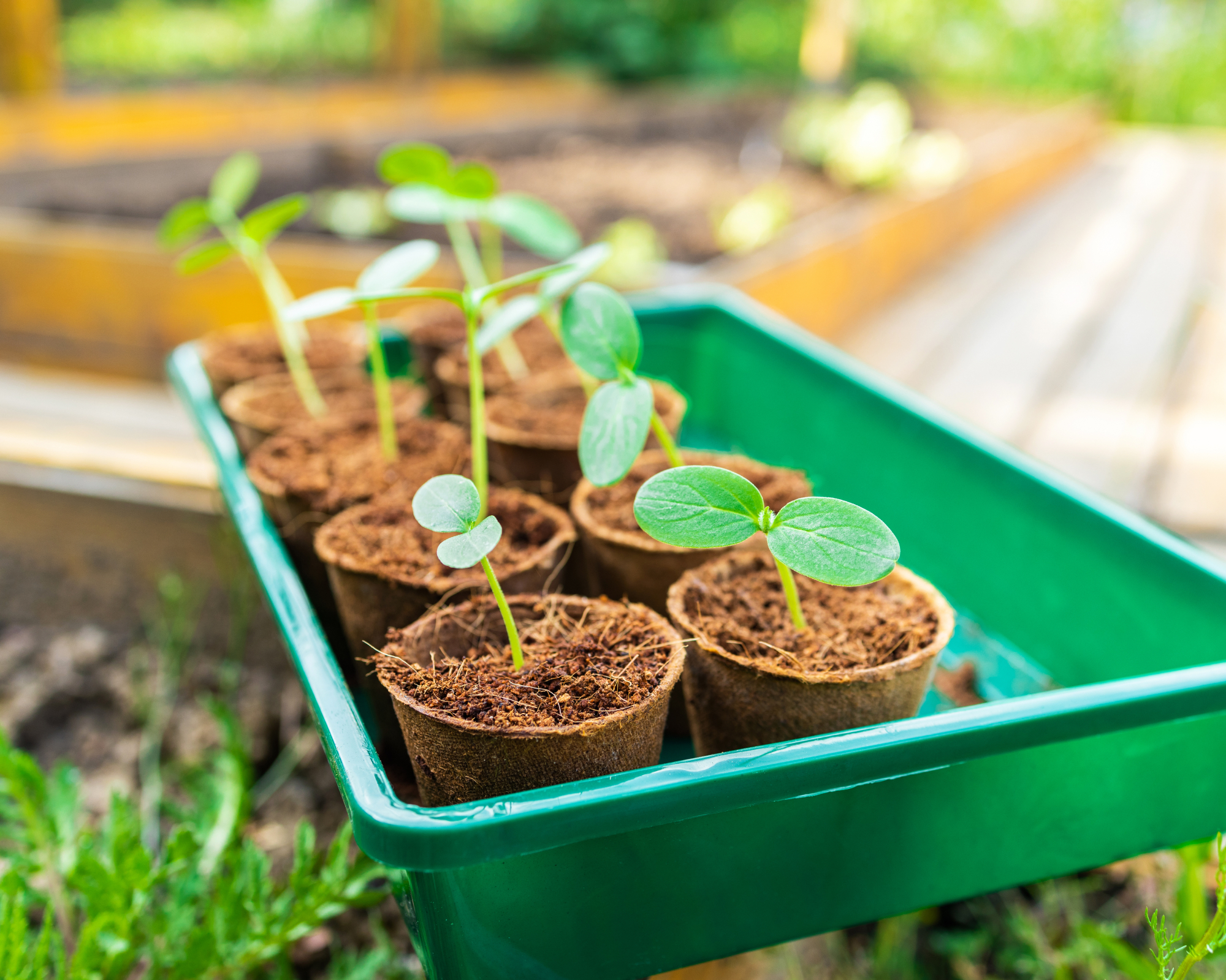 Cucumber seedlings