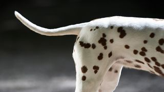 The back legs and tail of a Dalmation