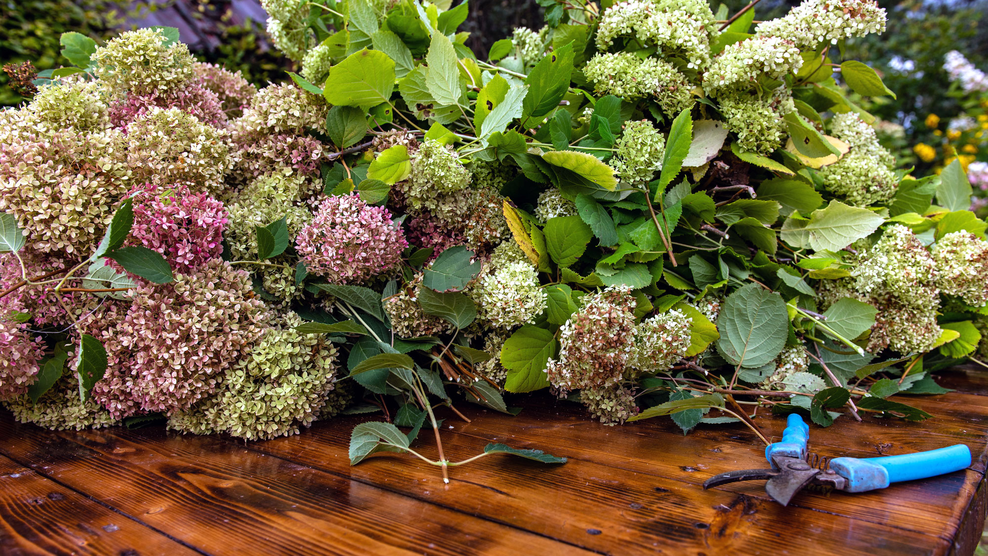 pruning hydrangea showing clippings, dried flower heads and blue pruning shears on wooden table