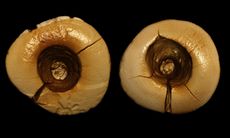 Archaeologists discovered a 13,000-year-old skeleton with two front teeth that have big holes in the surface that reach down to the tooth's pulp chamber.